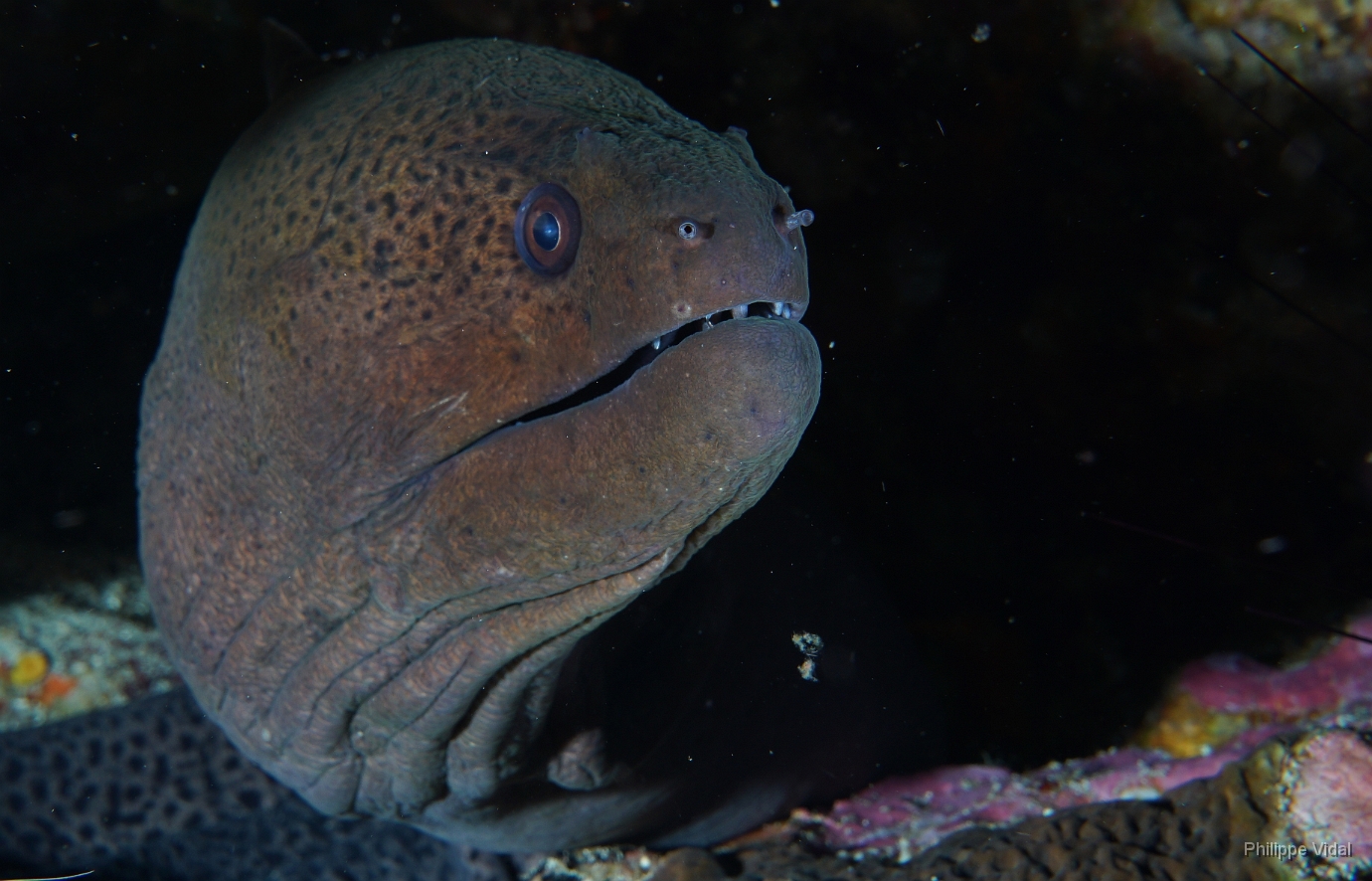 Birmanie - Mergui - 2018 - DSC03172 - Giant moray - Murene Javanaise - Gymnothorax javanicus.jpg